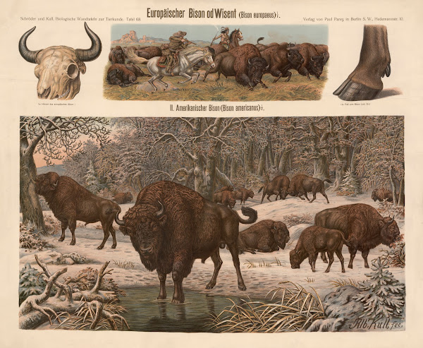European bison Bison europaeus