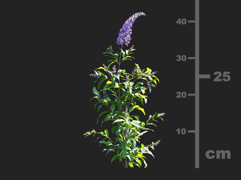 Maxtree - Plant Models Vol.112