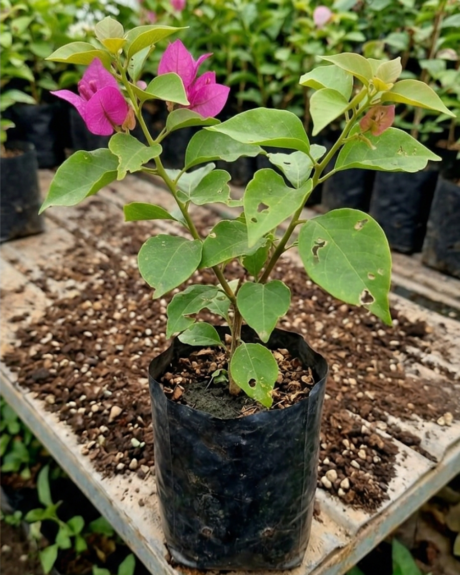 Imported Partha Bougainvillea Plant — view 4