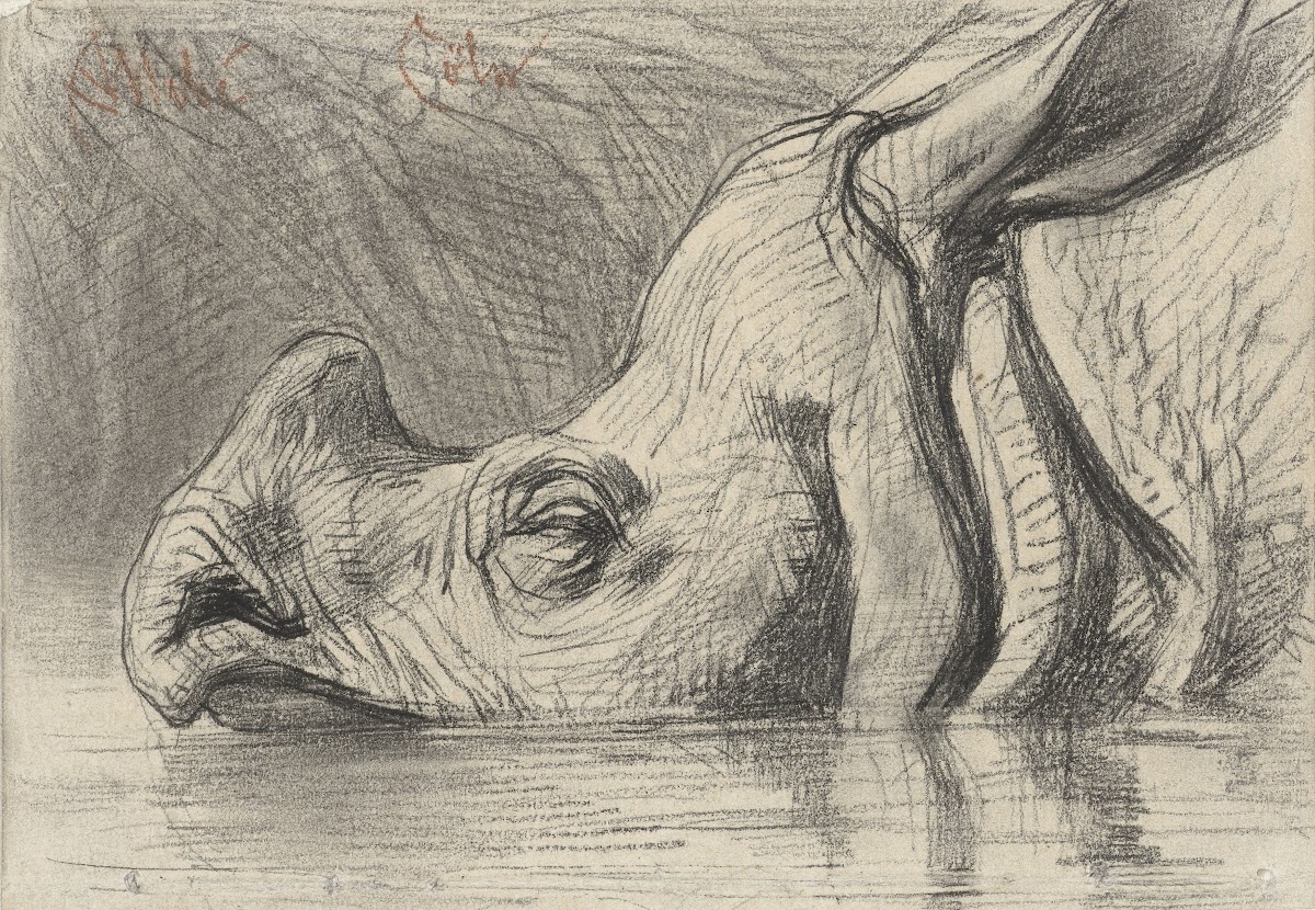 Head of a Rhinoceros Half Submerged in the Water c 1870   c 1884