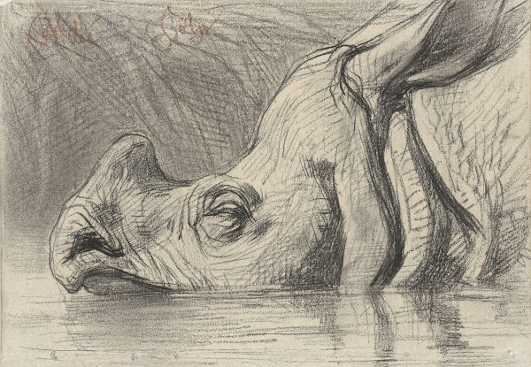 Head of a Rhinoceros Half Submerged in the Water c 1870   c 1884