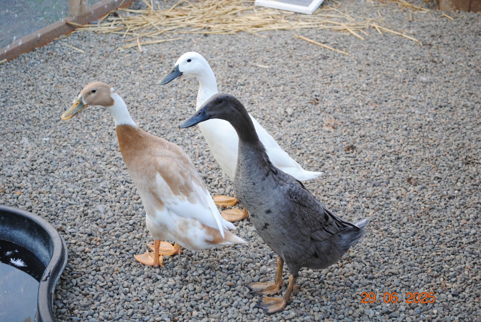 Blue Runner Duckling, Fawn & White Runner Duck, Silver Runner Duckling
