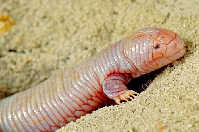 Sinh vật giống giun nhưng thực ra là thằn lằn khiến giới khoa học kinh ngạc - Báo Tri thức &amp; Cuộc sống