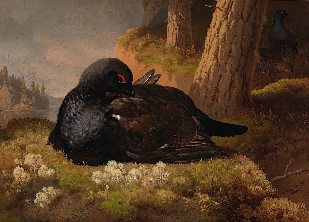 Black Grouse 1864