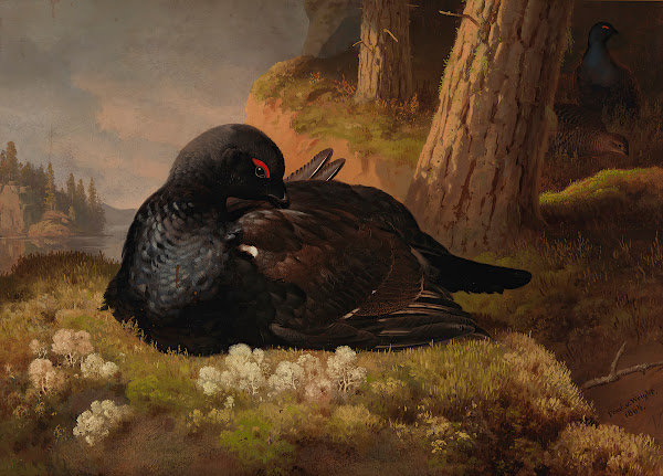 Black Grouse 1864
