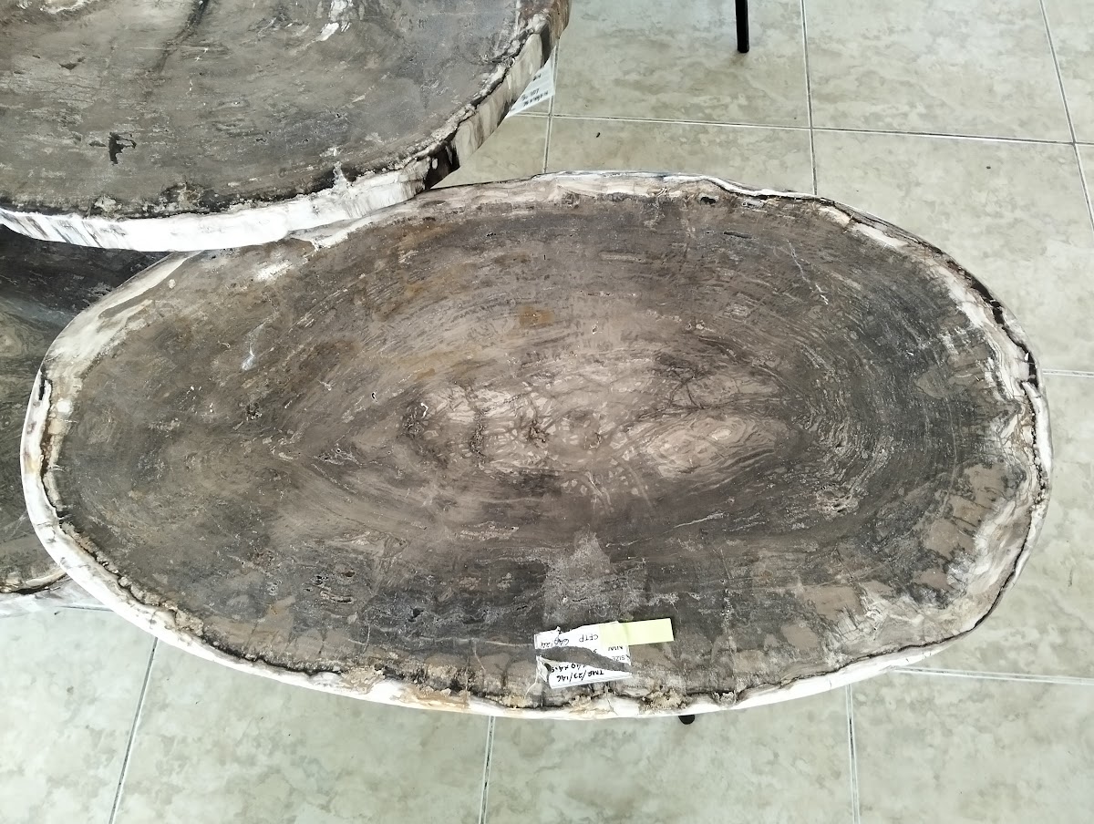 EAST COFFEE TABLE — SKU CFFPT.649.24 | Petrified Wood by PJ Antique Bali