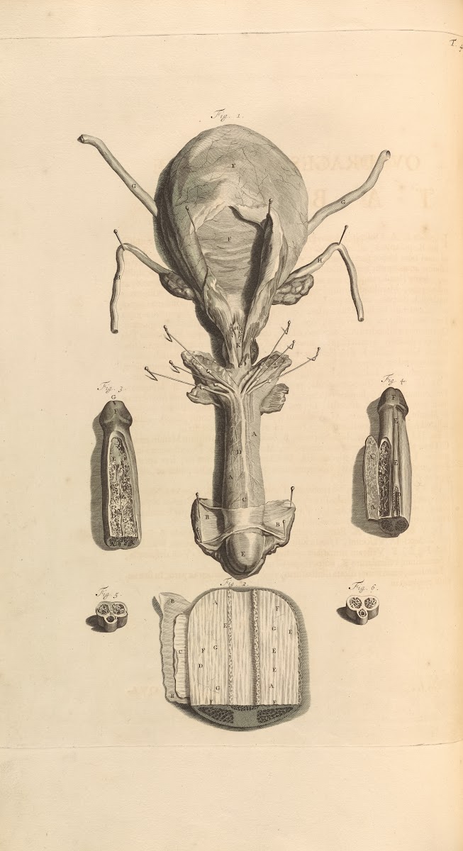 Anatomia humani corporis Pl049 1685