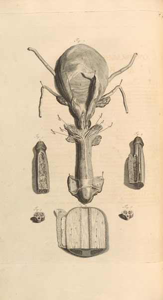 Anatomia humani corporis Pl049 1685