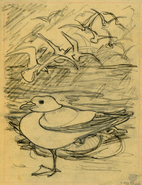 Meeuwen 1901