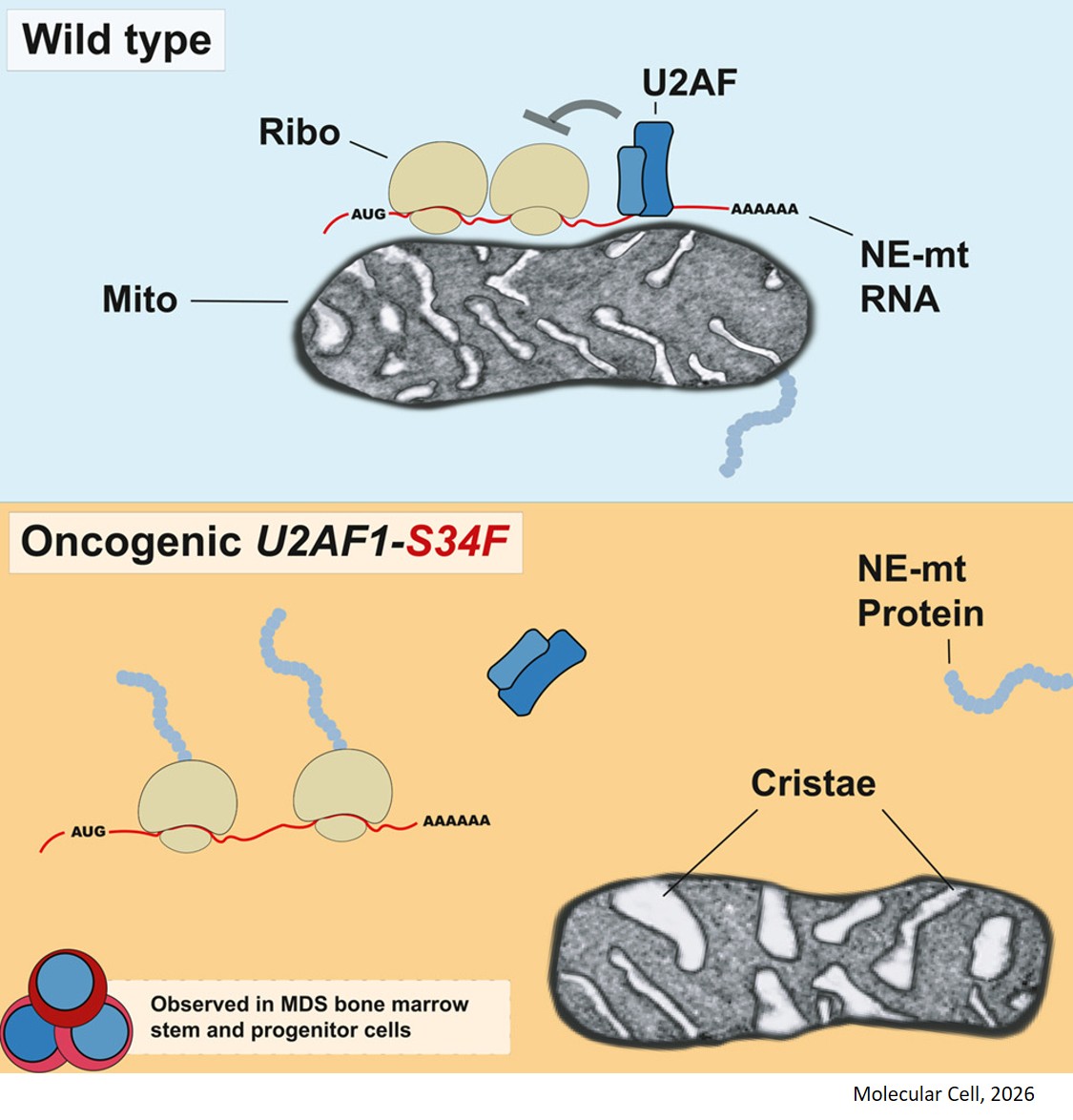 U2AF regulates the translation and localization of nuclear-encoded mitochondrial mRNAs