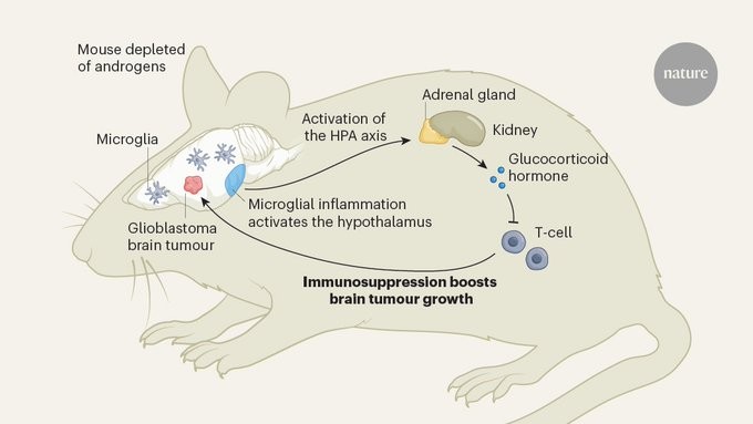 Androgen loss accelerates brain tumour growth via HPA axis activation