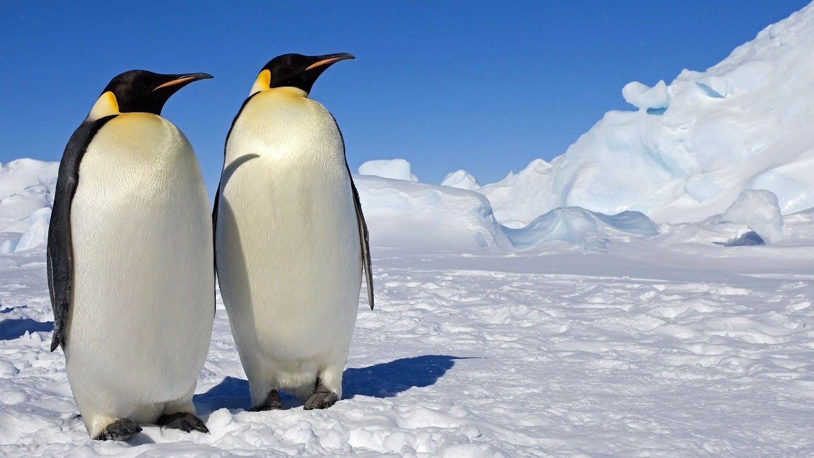 Penguins Wallpaper