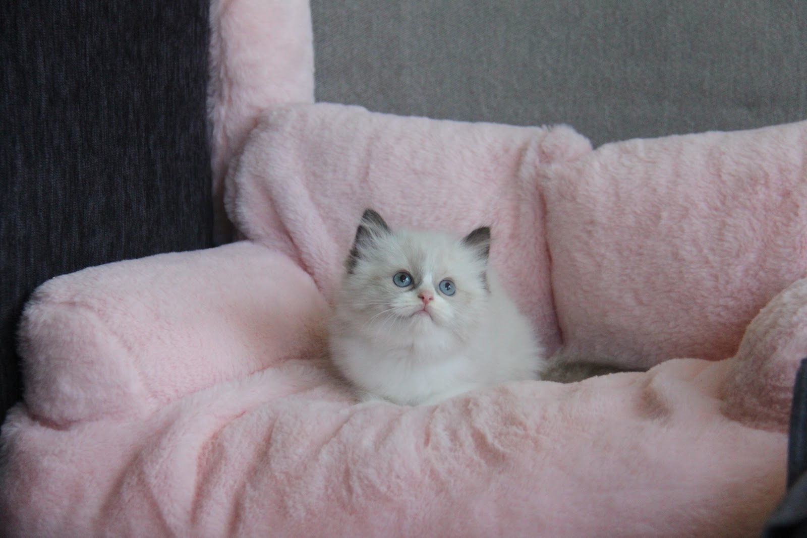 12/18出生 高端優質海雙布偶貓妹妹