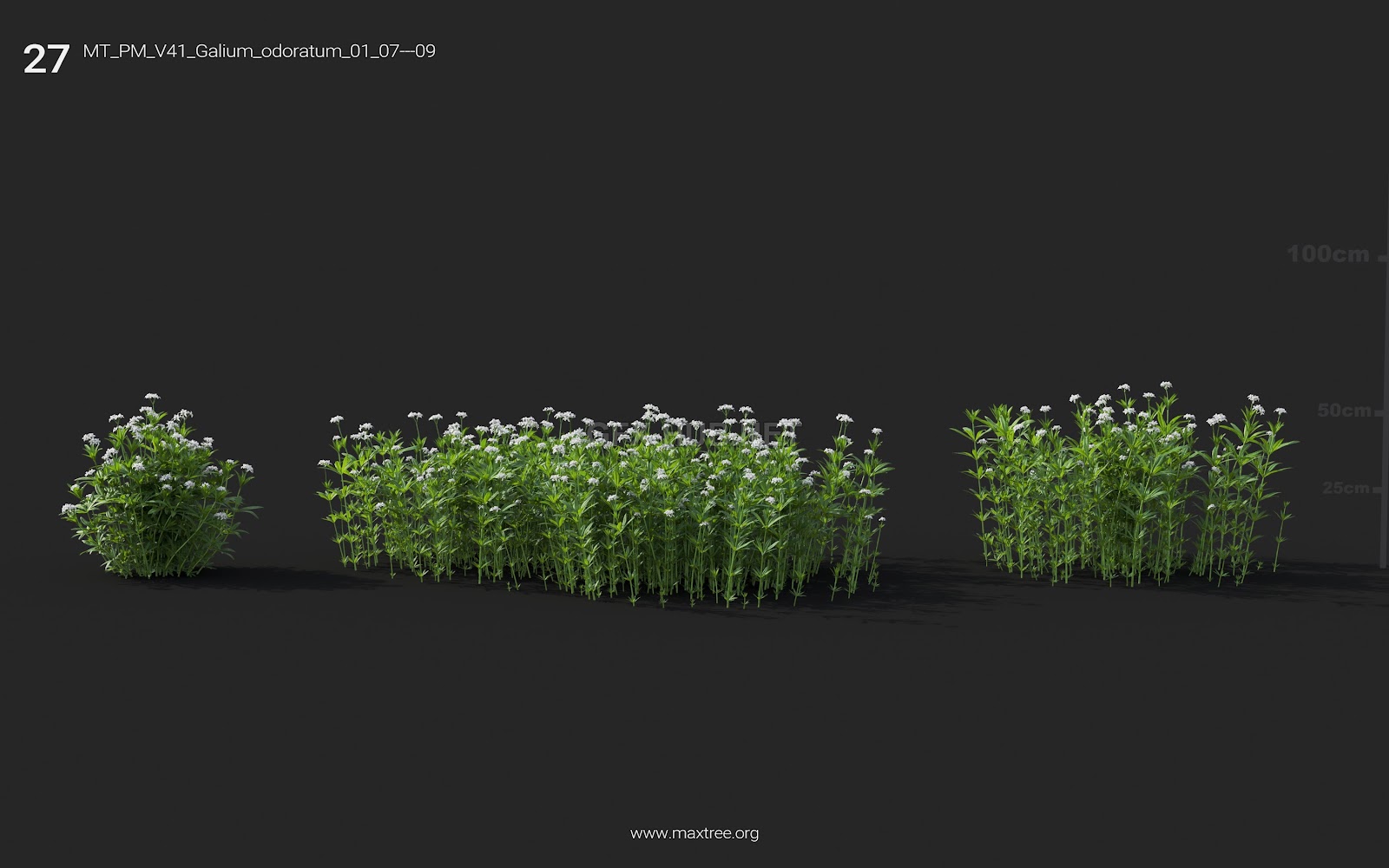 Maxtree - Plant Models Vol.41