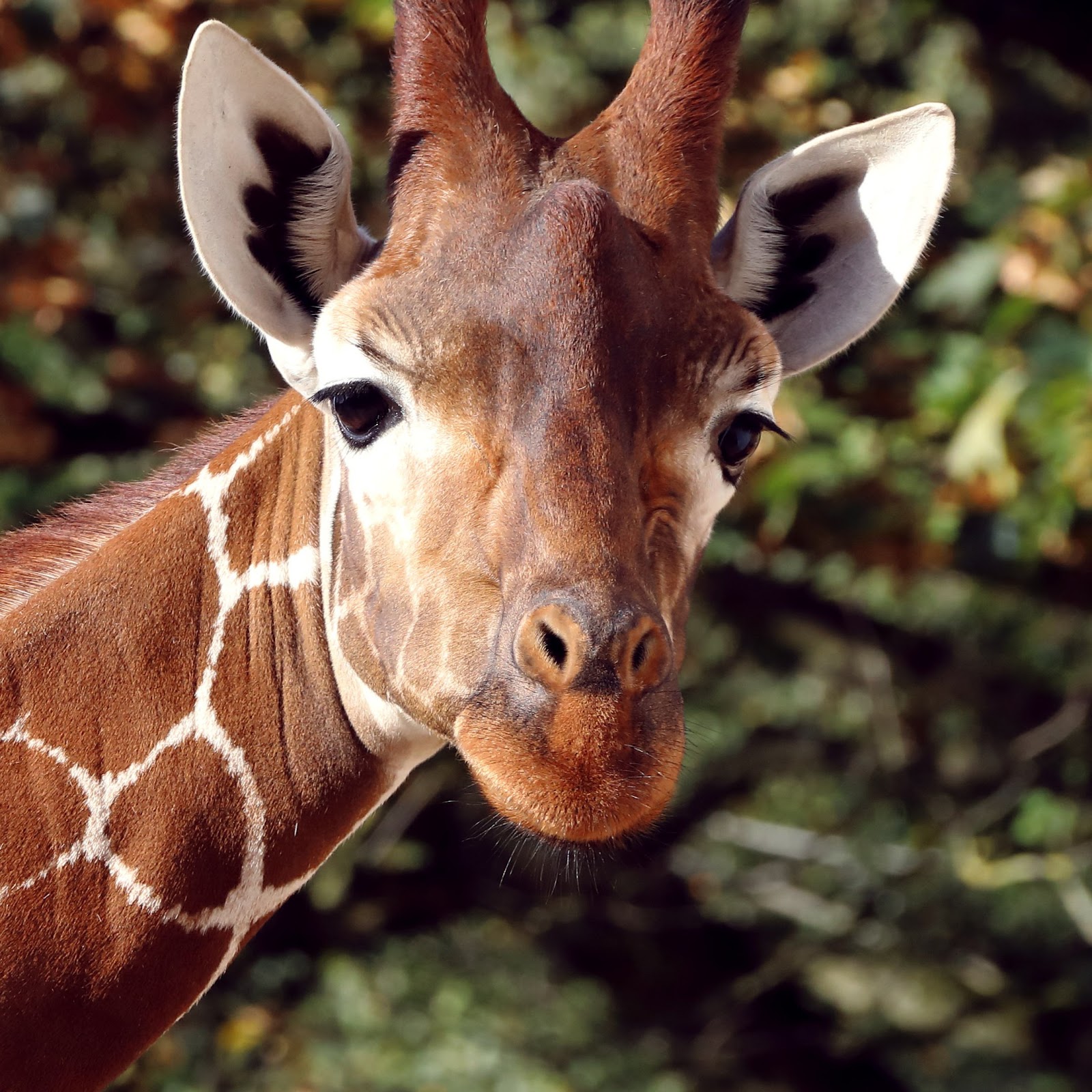 Download Giraffee 4K iPhone