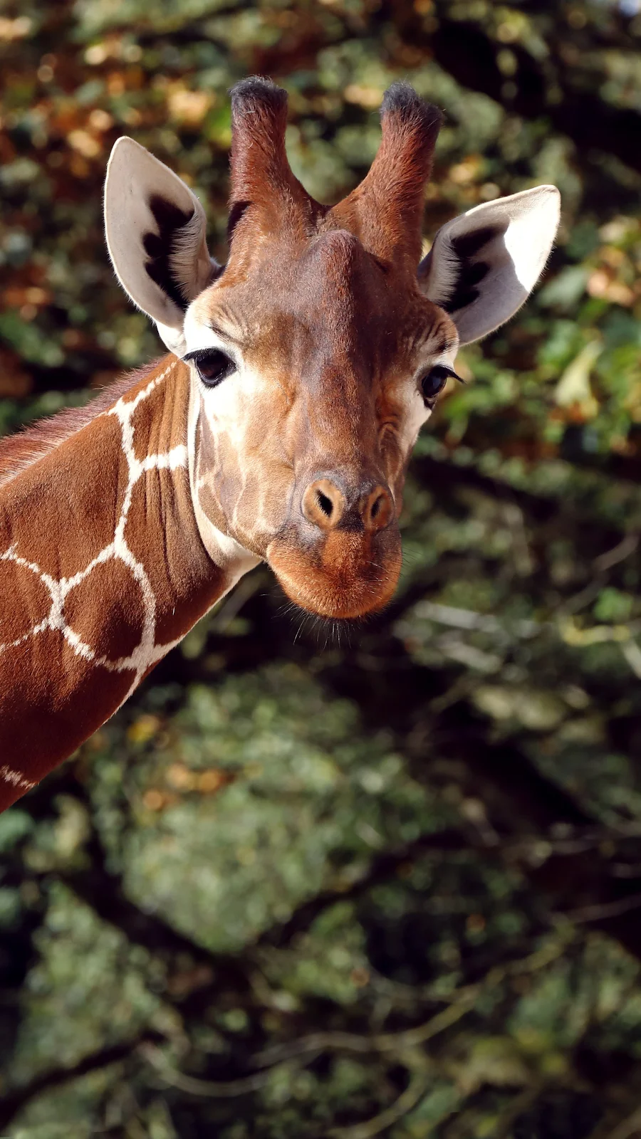 Giraffee 4K iPhone Wallpaper Background [2160x3840] Free Download