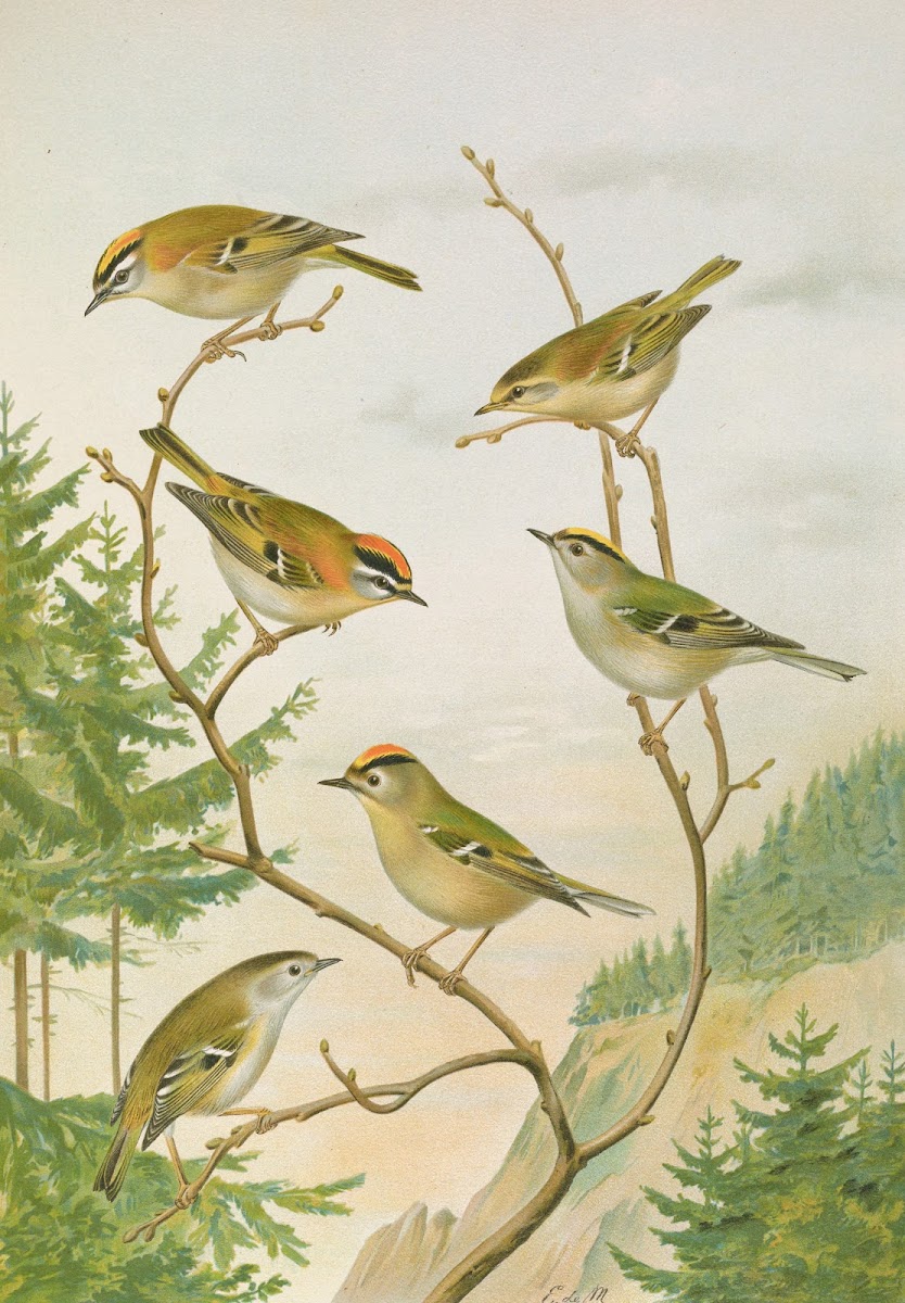 Regulus ignicapillus Regulus regulus