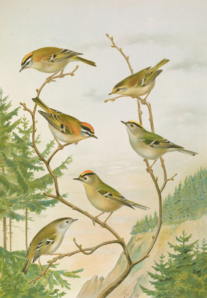Regulus ignicapillus Regulus regulus