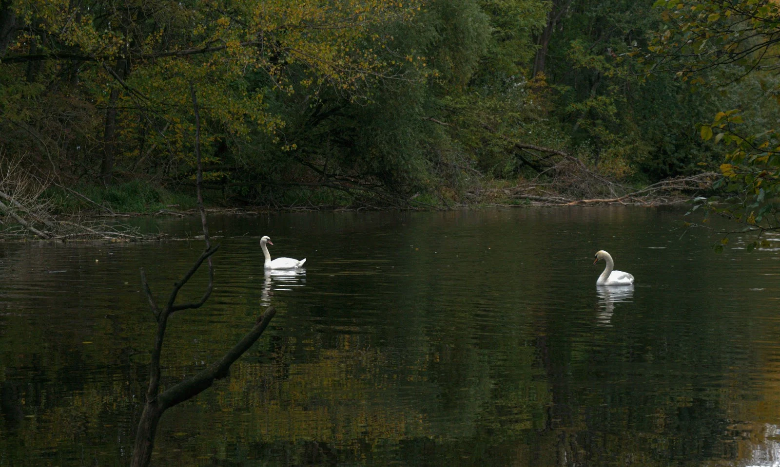 Two Swans on a Quiet Lake - Nature Photography 5K Wallpaper (5327x3193)