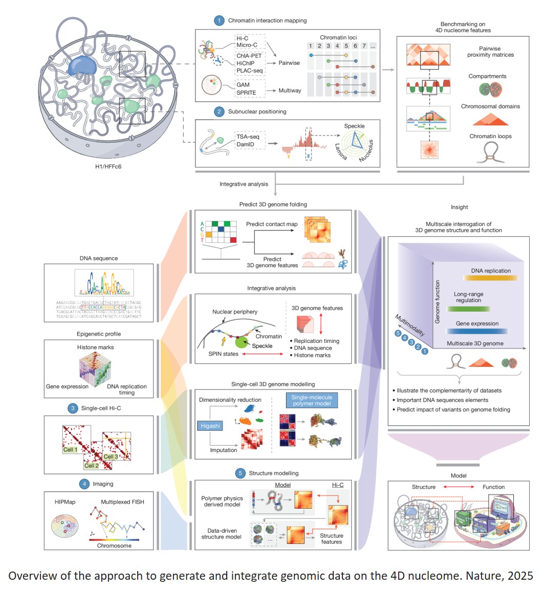 An integrated view of the structure and function of the human 4D nucleome