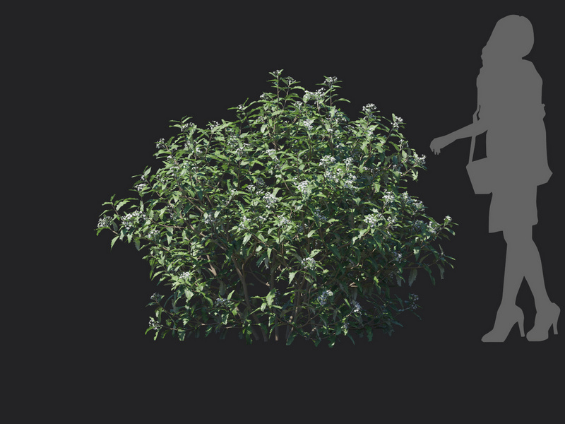 Maxtree - Plant Models Vol.129