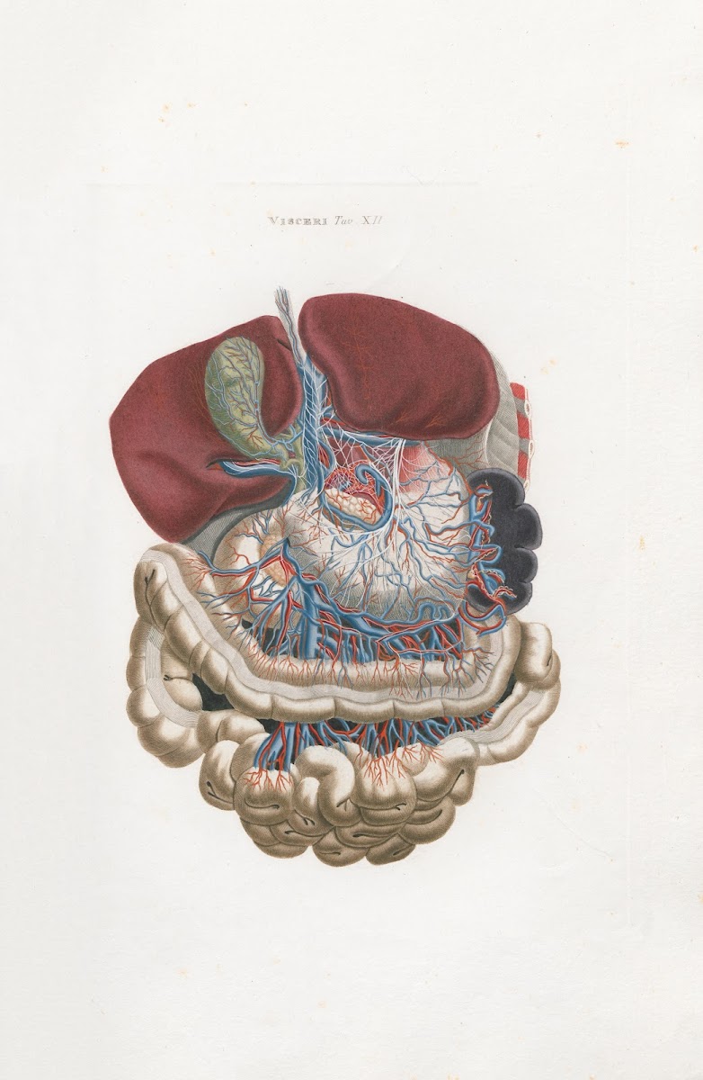 Anatomia Universale Pl31 1833