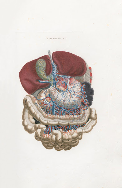 Anatomia Universale Pl31 1833