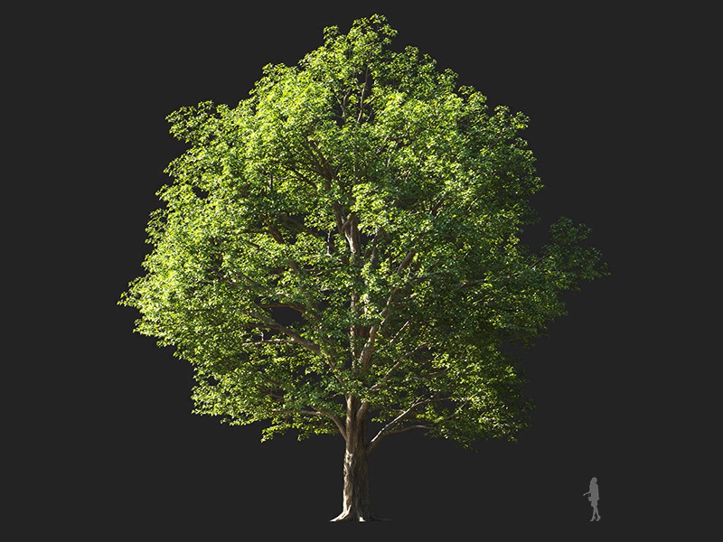 Maxtree - Plant Models Vol.132