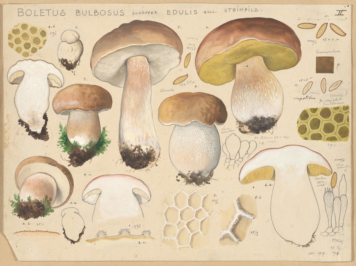 Boletus bulbosus Schäffer edulis Bull 1915 1945