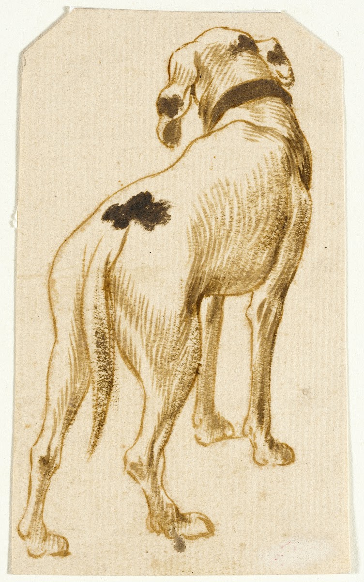 Studies of Dogs