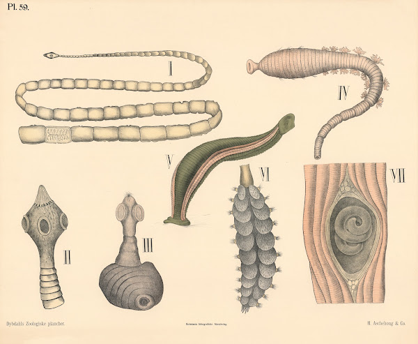 Orme 1881