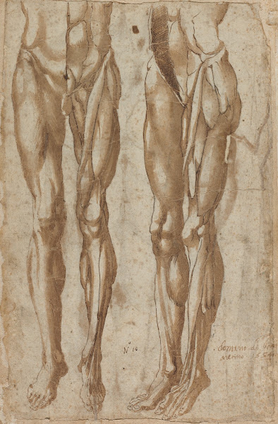 Two Studies of a Flayed Man recto 1554