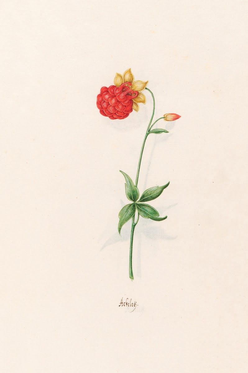Ackeleÿ 1692