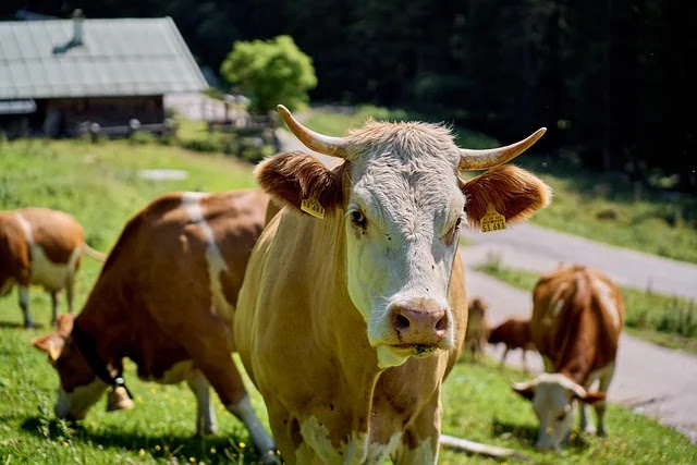 &lsquo;바늘 도둑이 소 도둑 된다&rsquo;의 의미와 유래