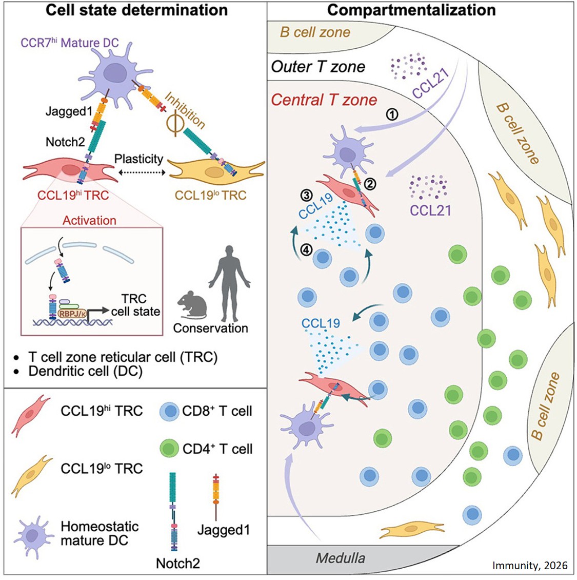 Homeostatic mature dendritic cells instruct fibroblast specialization via Notch2 signaling to establish T cell niches