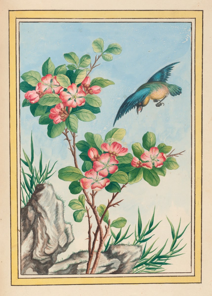 Plantes de Chine Pl045 1776
