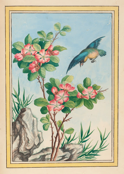 Plantes de Chine Pl045 1776
