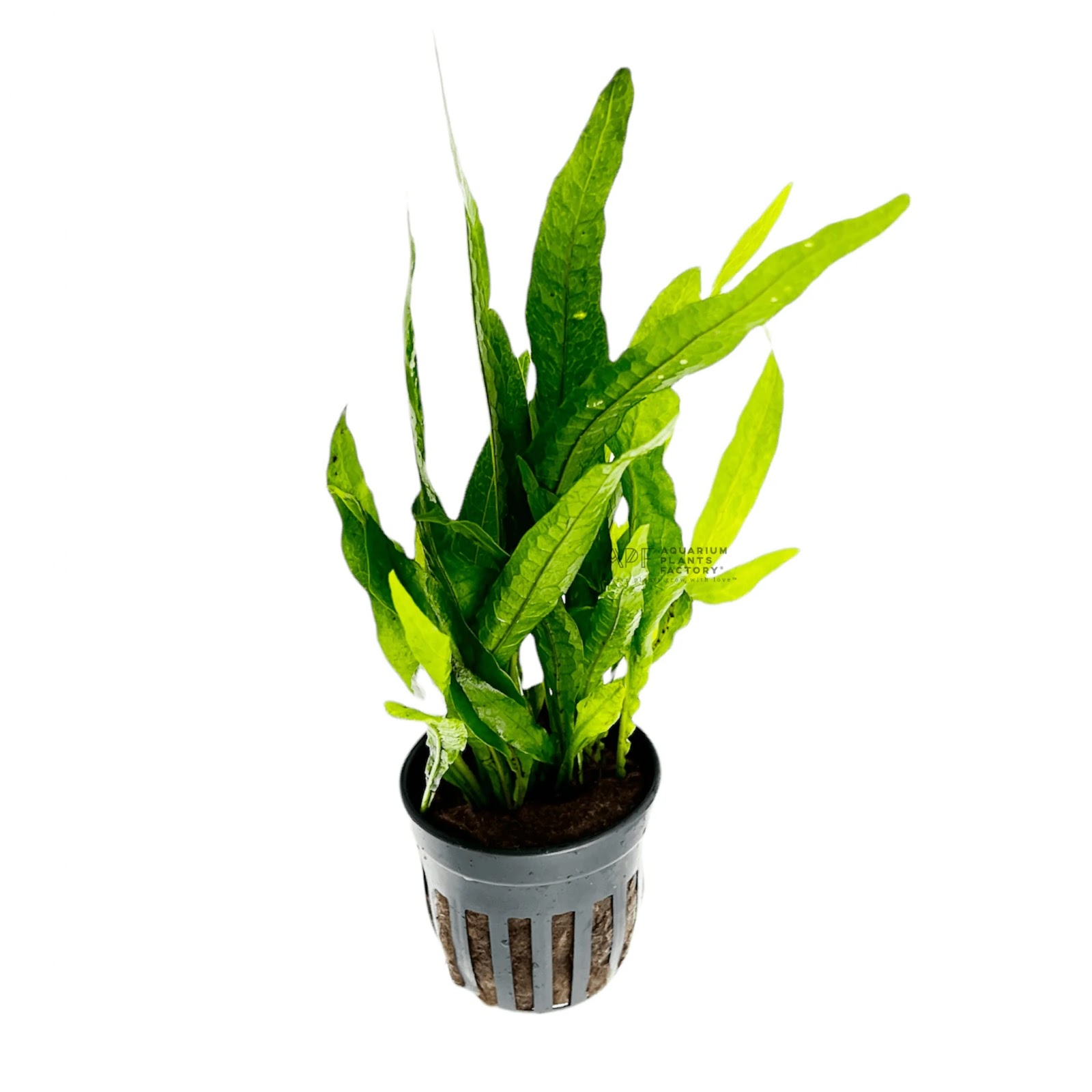 Microsorum pteropus ‘Philippine’