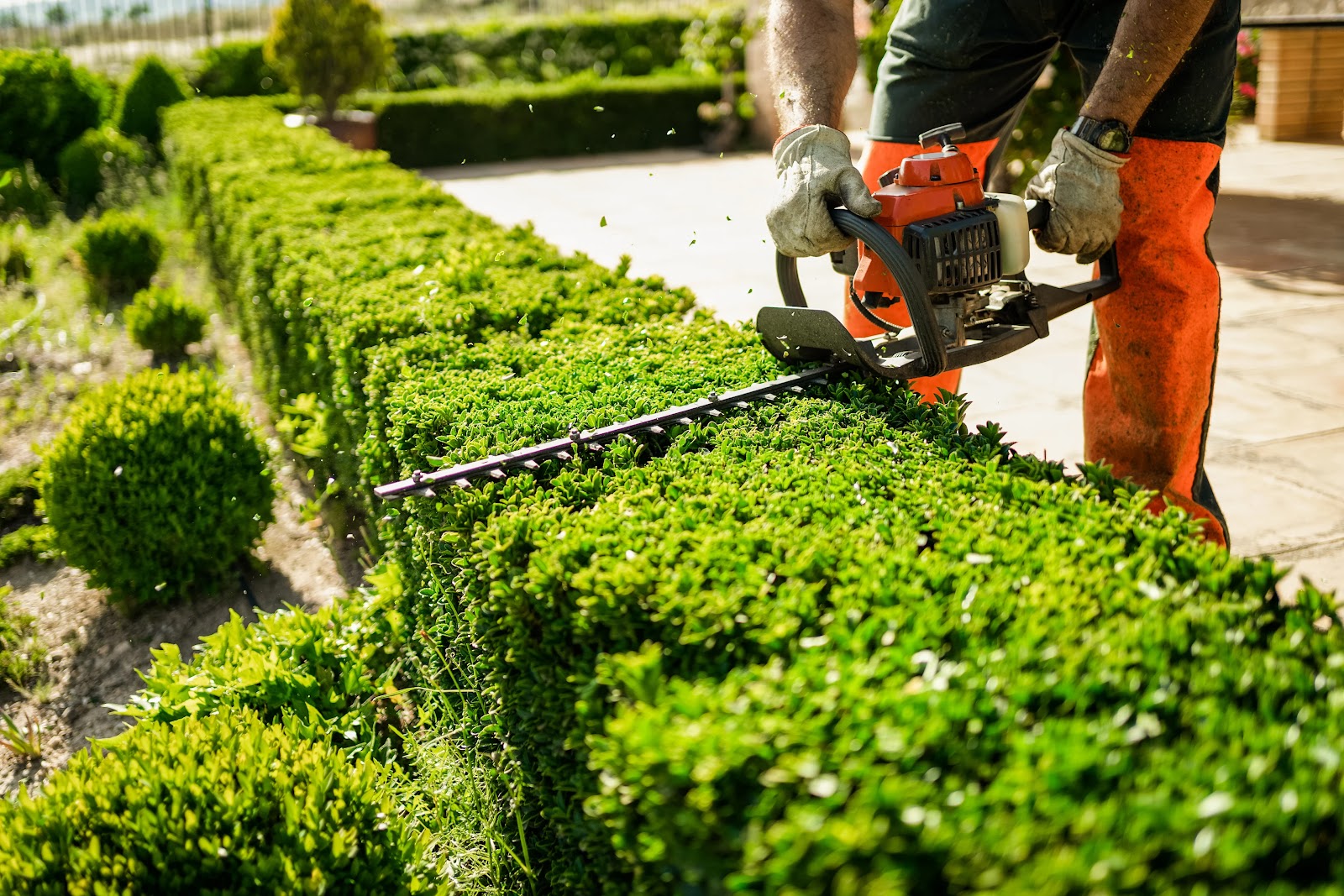 Manicured bushes and trees