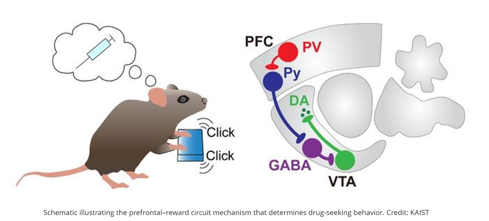 Brain's addiction circuit identified!