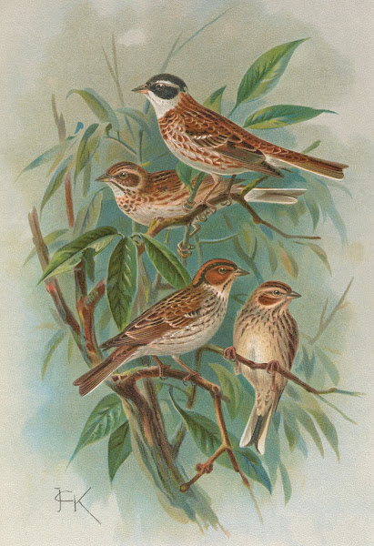 Emberiza rustica Pall Emberiza pusilla Pall