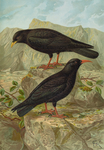 Pyrrhocorax pyrrhocorax Pyrrhocorax graculus