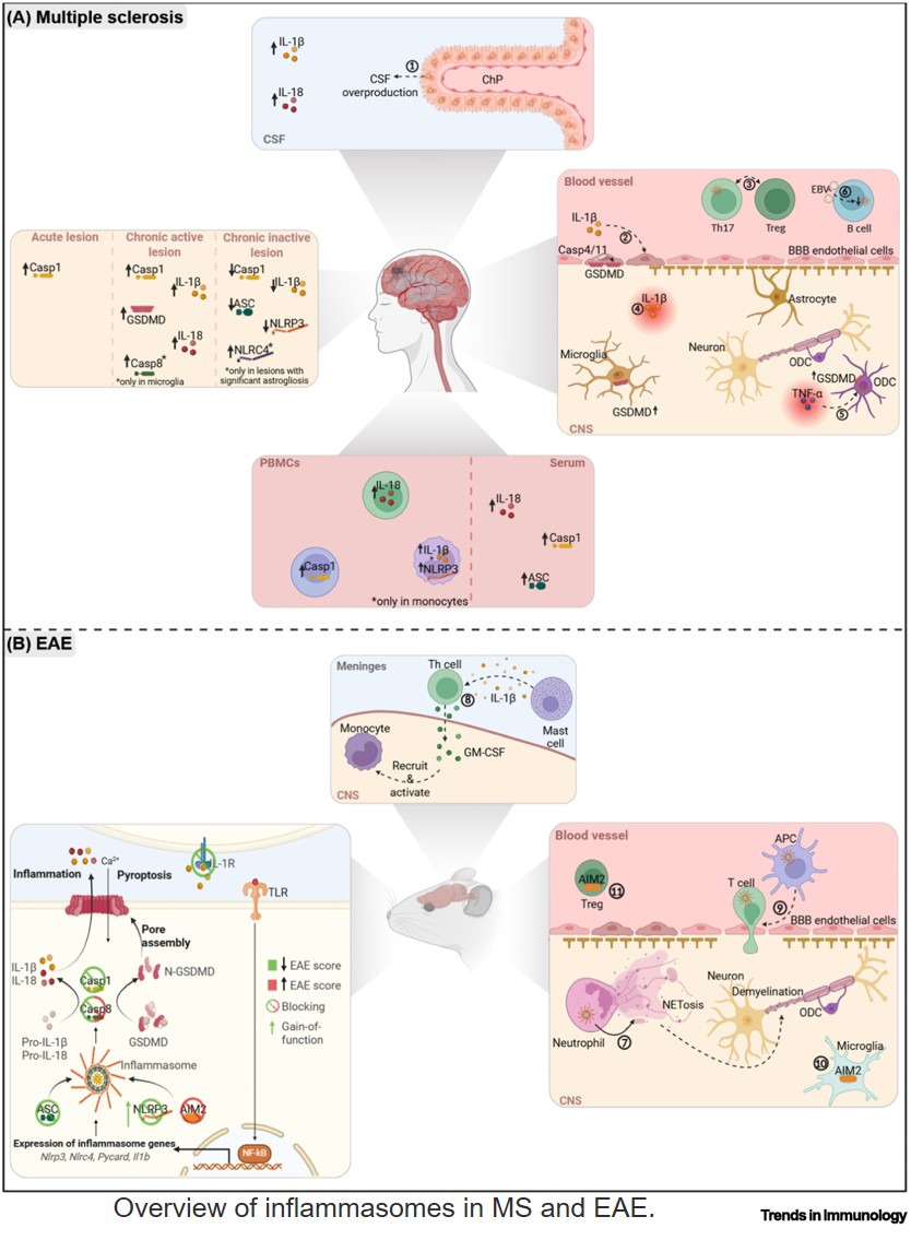Beyond the innate immune system: rethinking inflammasomes in multiple sclerosis