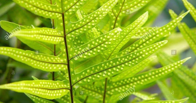 thanh-tay-bang-la-fern-1