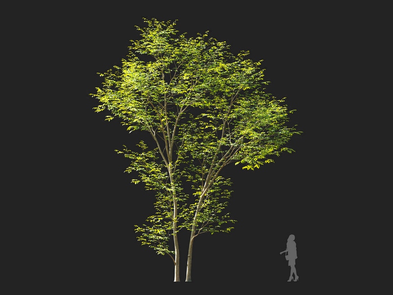 Maxtree - Plant Models Vol.114