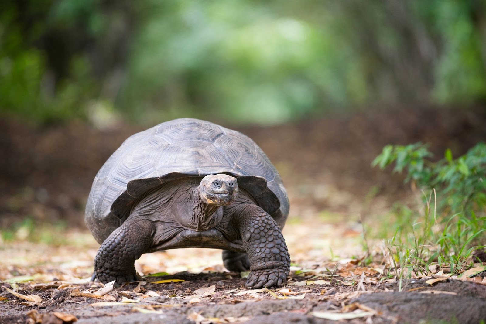 Galápagos giant tortoise walking through its natural island habitat.