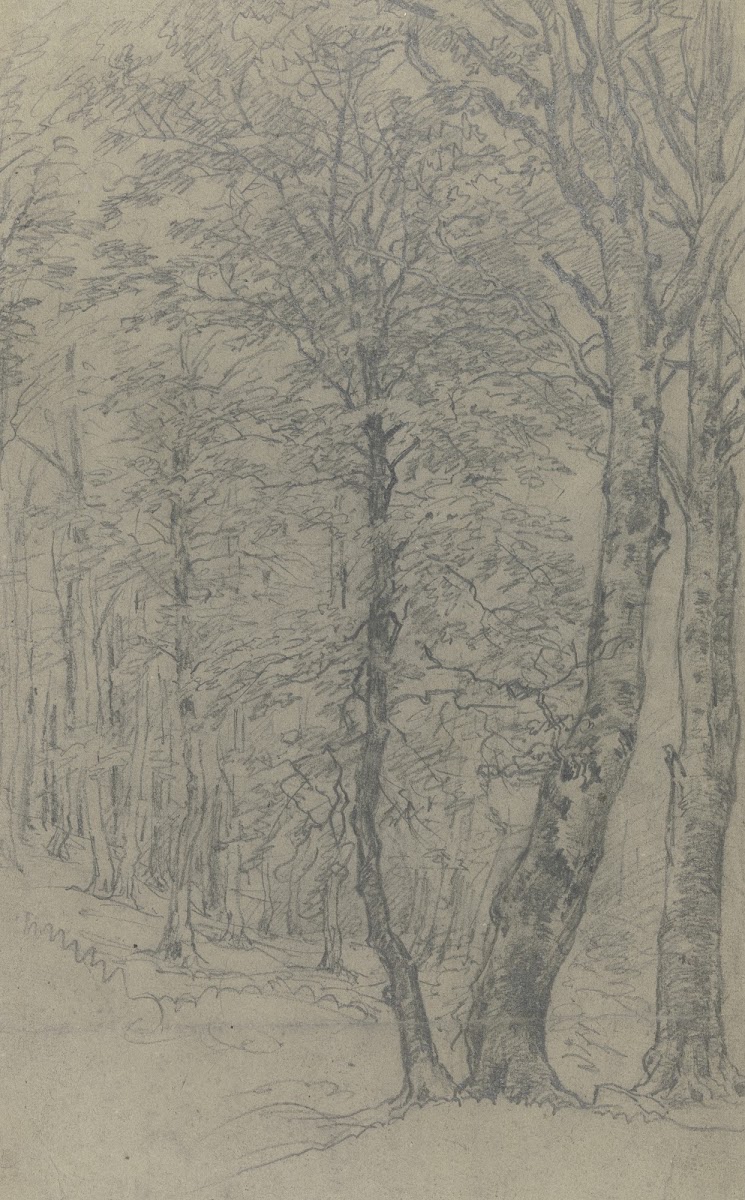 Group of trees 2