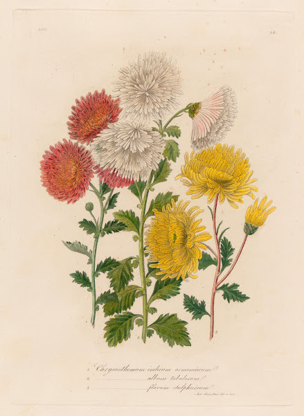 1 Chrysanthemum indicum armeniacum and 2 Chrysanthemum album tubulosum and 3 Chr