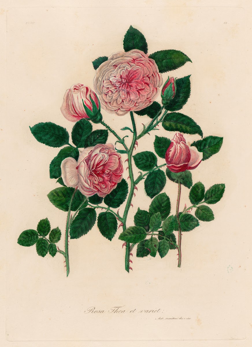 Rosa Thea et variet 1818 1824