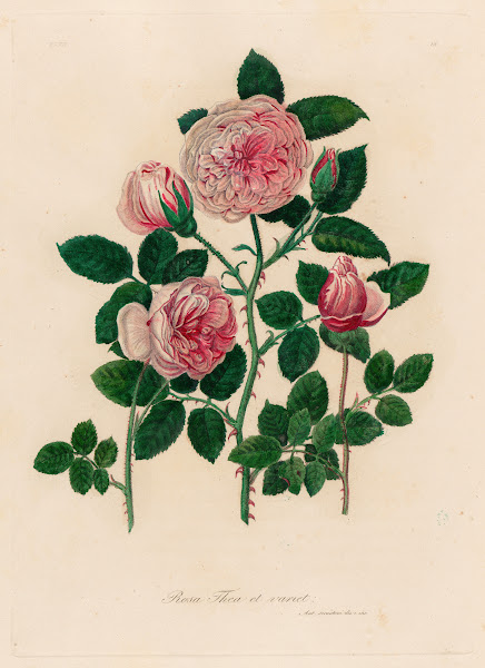 Rosa Thea et variet 1818 1824